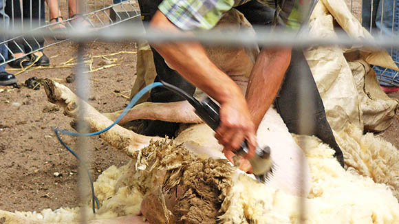 Workshop:  „Eine Schafsschur