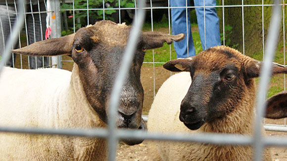 Workshop:  „Eine Schafsschur